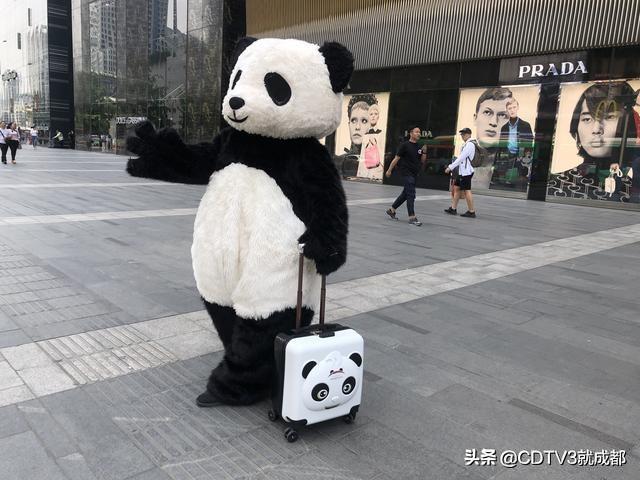 丫丫熊猫的自然与人文之旅，最新动态揭秘精彩旅程