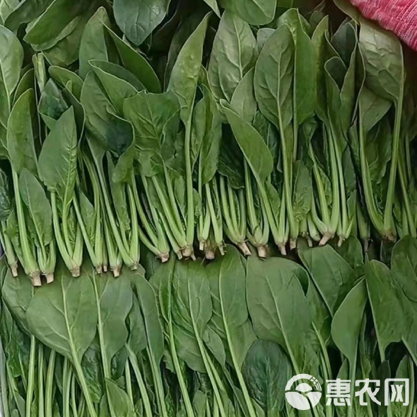 菠菜最新批发价格与市场趋势解析